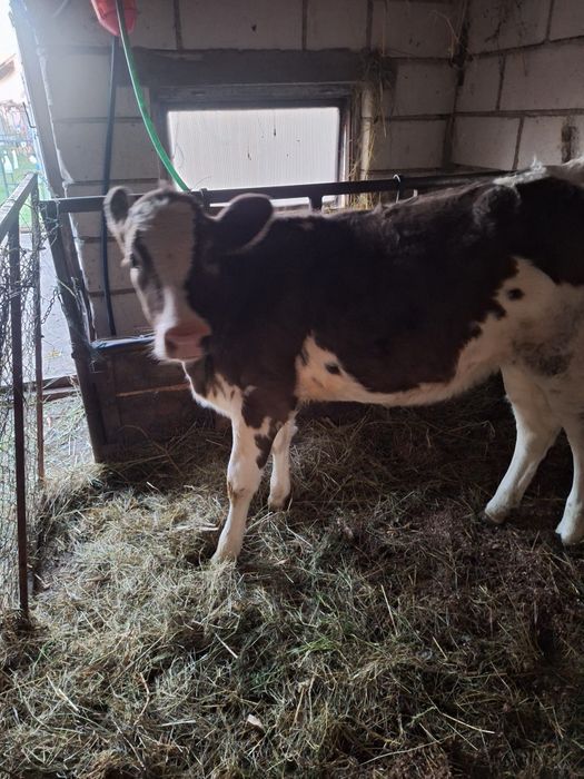 Vând Vitea Baltata Românească.