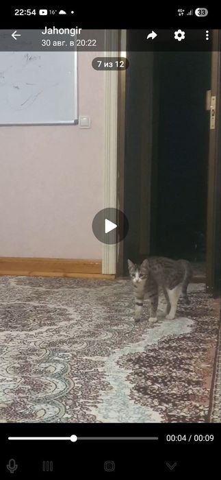 Кошка ургатилган