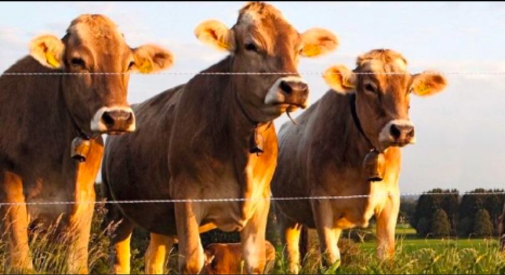 Электропастух Электроизгородь КРС Телят Лошадей овца