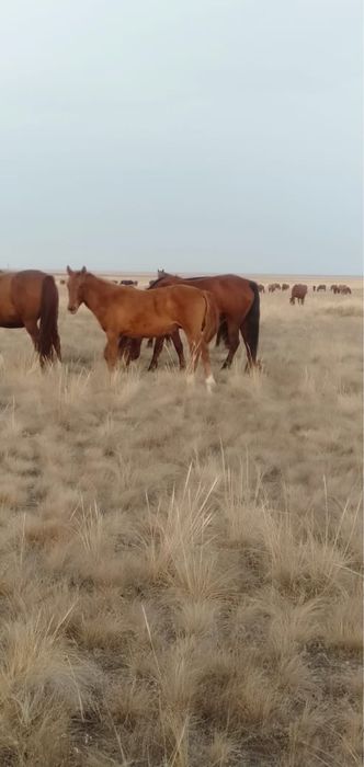 Ургашы жабагылар сатылады