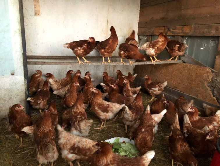 Ломан Браун ЯРКИ! – ваксинирани, обезпаразитени, със сертификат