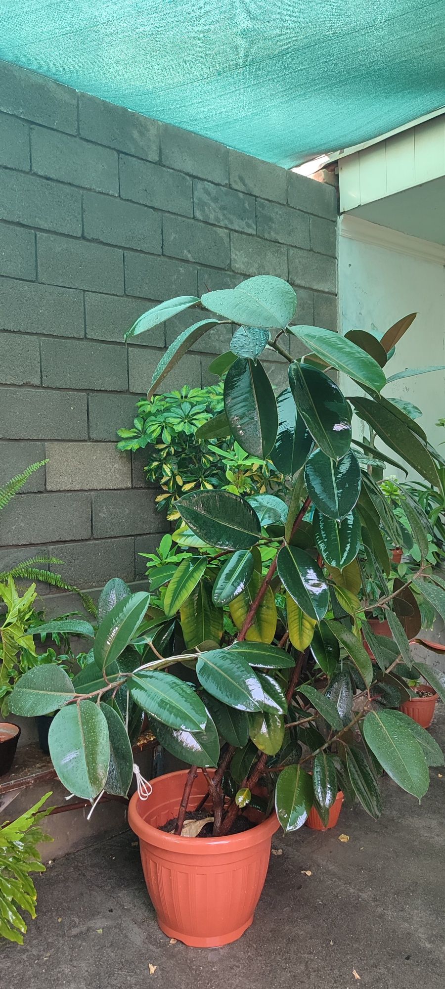 Ficus guli 10 yillik