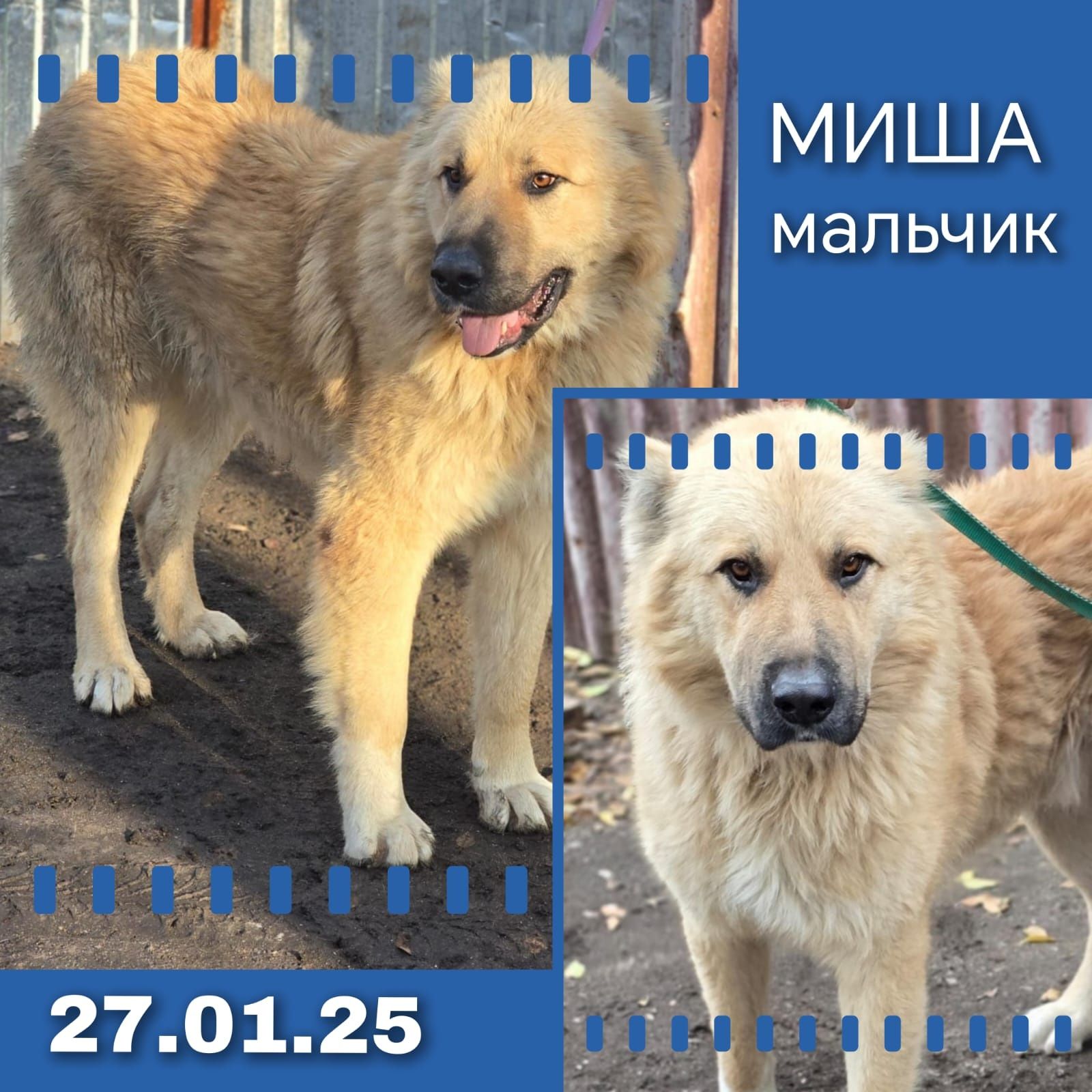 Алабаи молодые ждут ЛюбЯщиХ и заботливых хозяев