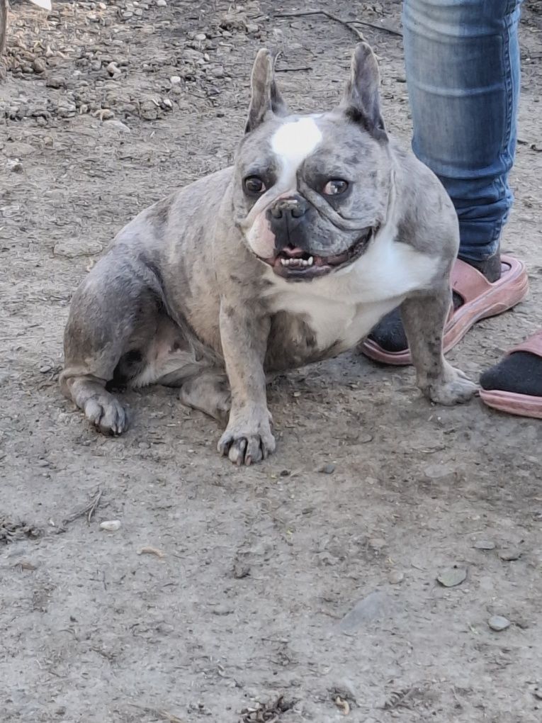 Vând Femelă Buldog Francez de 2 ani și 6 Luni !!