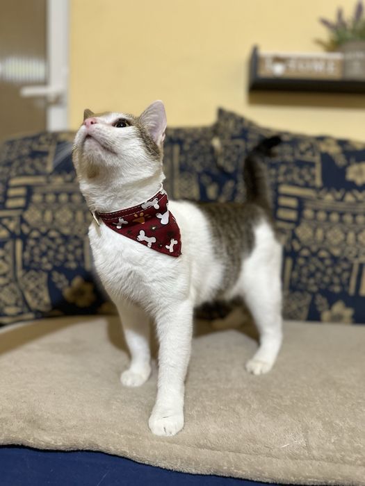 Adoptie responsabila