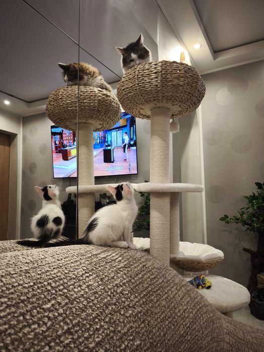 Băiețel de două luni pentru adoptie