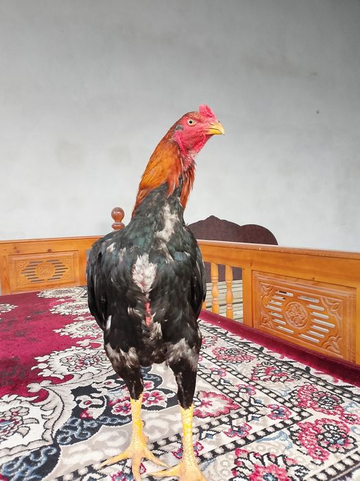 Dakan xoroz sotiladi soglom 100 foyiz bir tulak