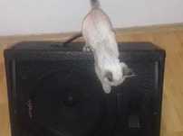 monitor scena STAGG