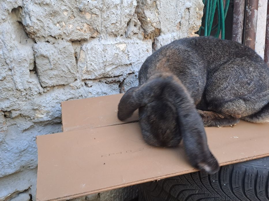 Vând iepuri berbec german