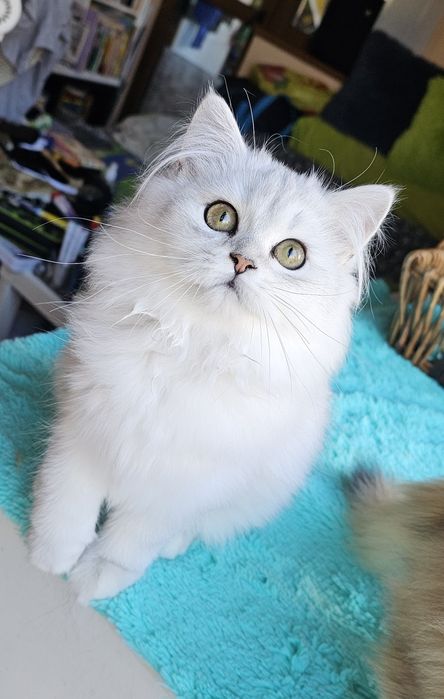 Дългокосмести котенца