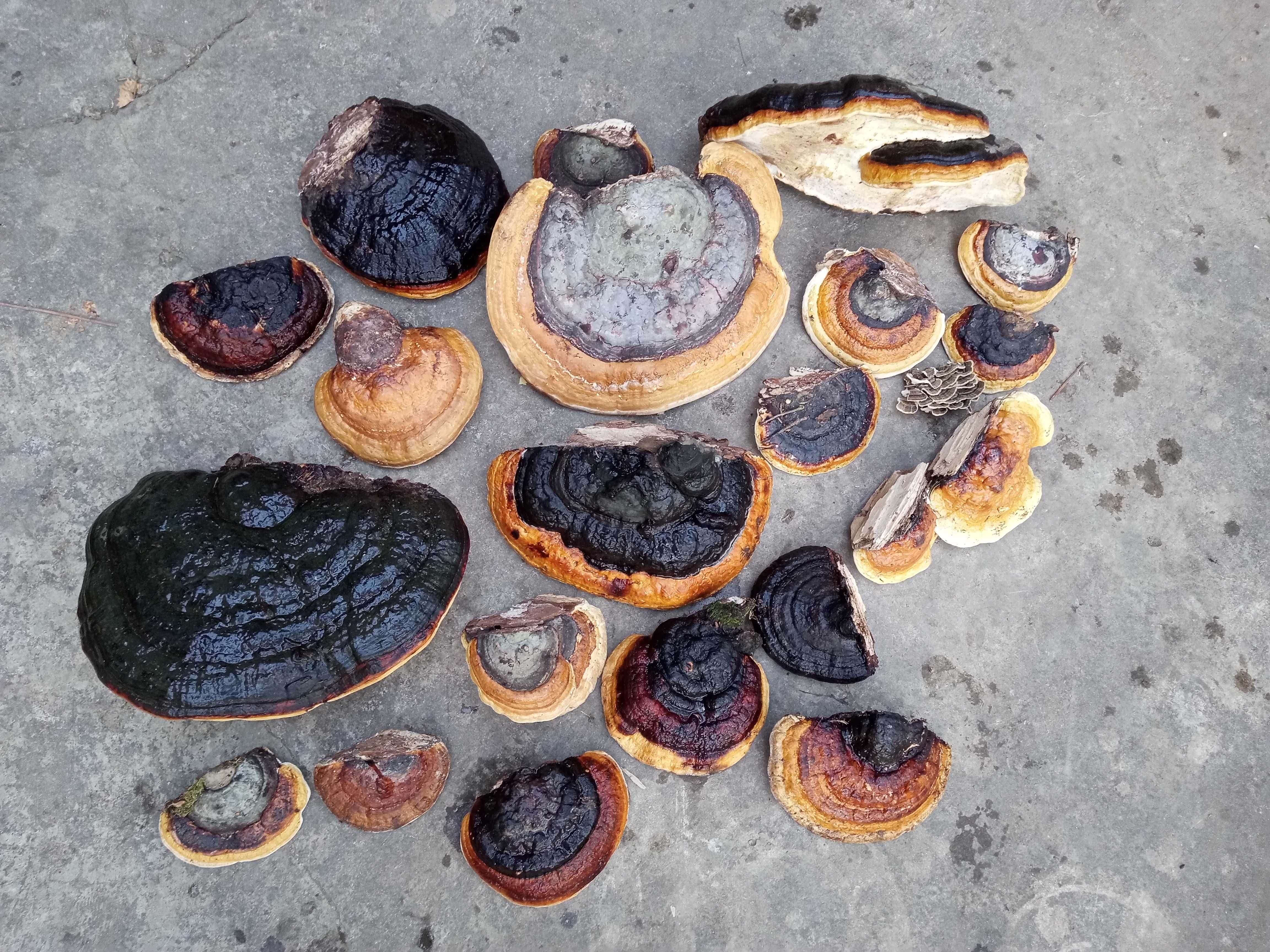 Ciuperca medicinala Reishi, Fomitopsis pinicola