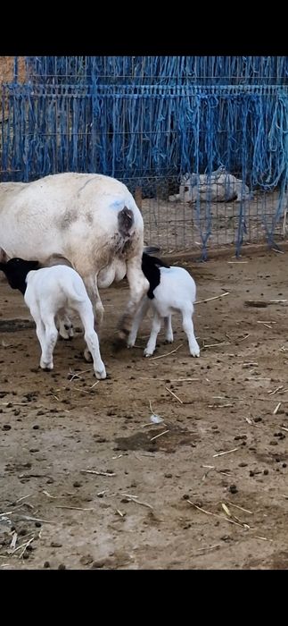 Oaie dorper la a 2 fatare, pereche,