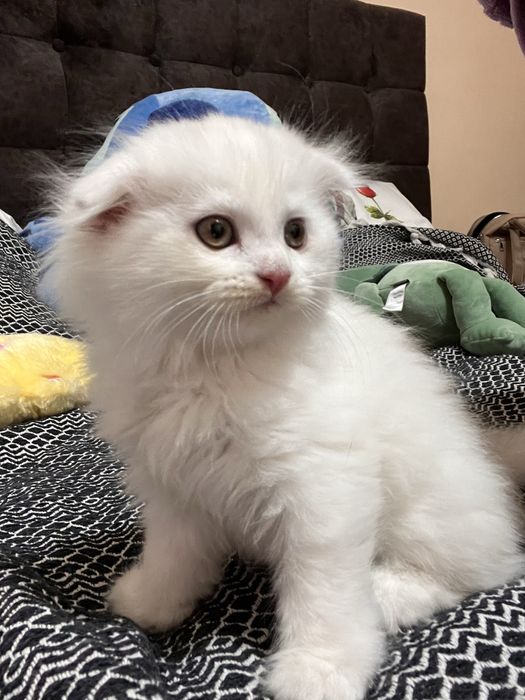 Скотиш фолд вислоухая, Шотландская длиношёрстая