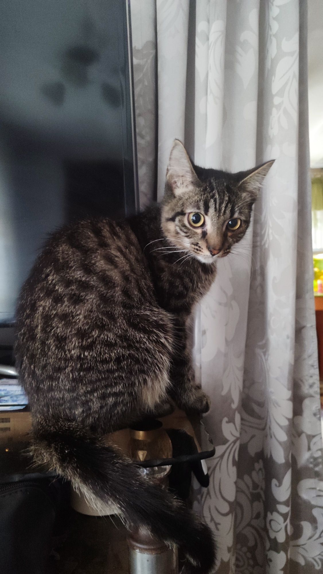 отдаю котенка в хорошие руки