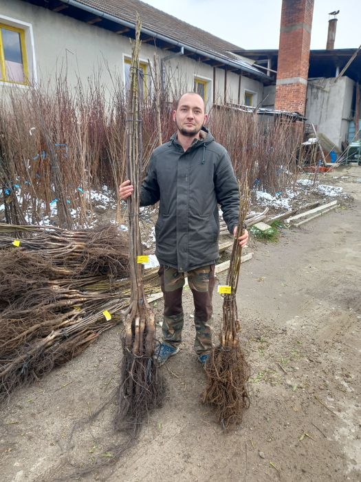 Aluni soiuri Nuci altoiti Chandler Nuci Gioagiu Kaki Rodiu.Tei>RO.Soc.