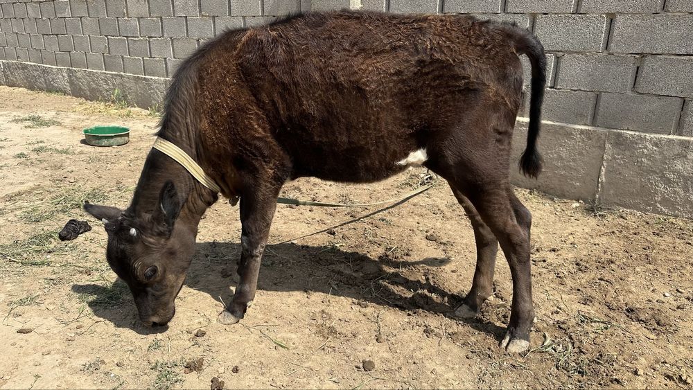 Бұзау сатылады 8 айлық швед пародалы енесі сутті