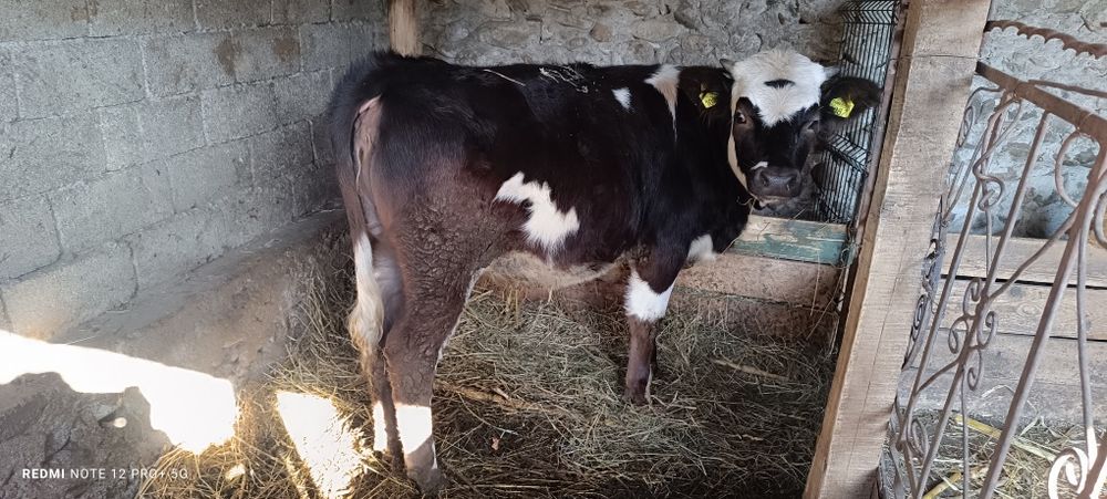 Vitea Bălțată românească