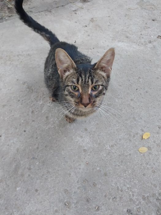 Котята  в добрые руки