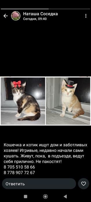 Отдам котят, крыселовки