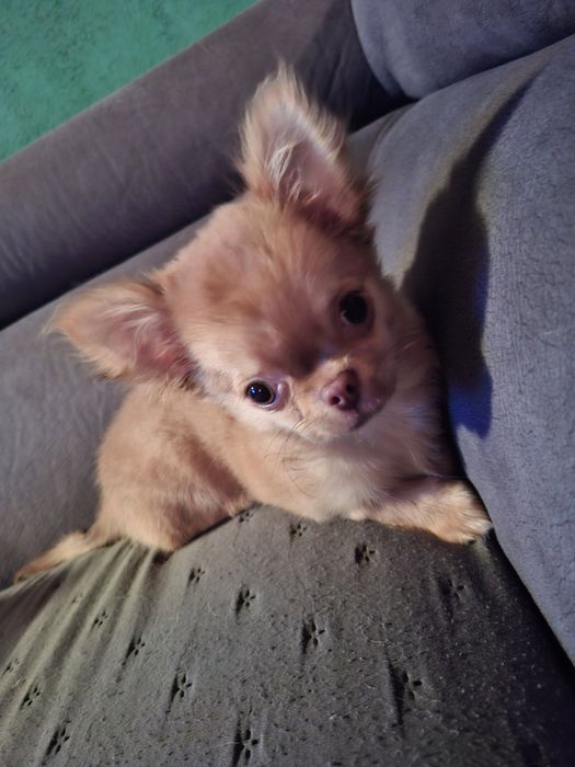 Чихуахуа дългокосместо момче