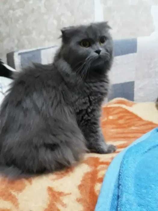 scotish fold СКОТИШ ФОЛД
