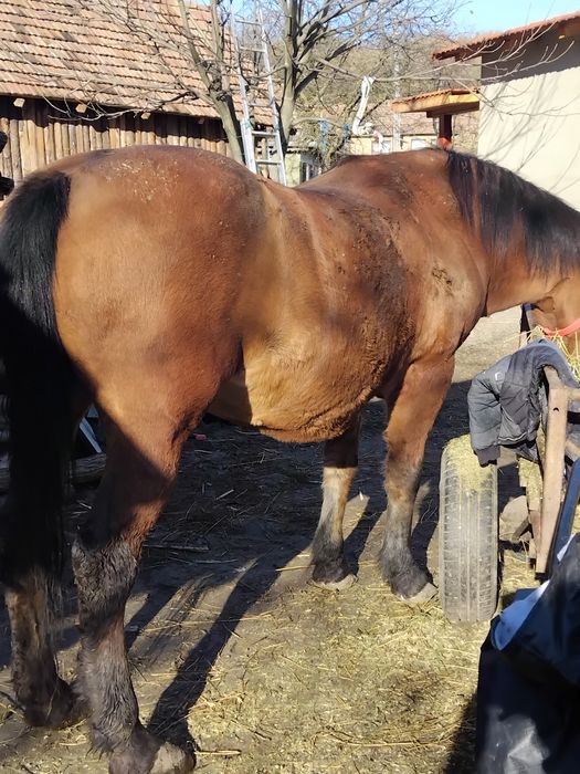 Se vinde iapa buna de lucru si foarte blanda