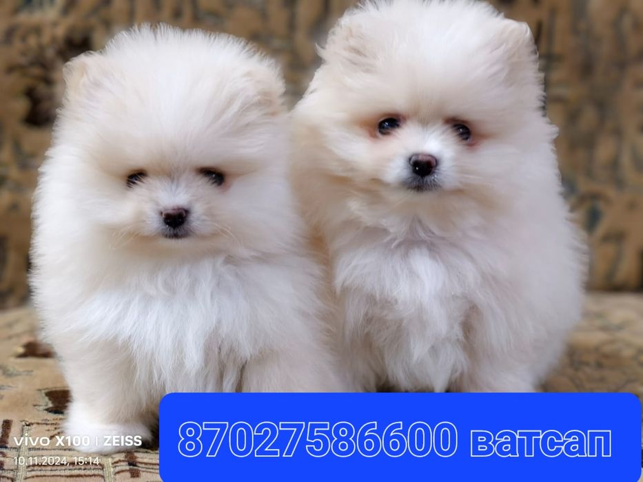 Очаровательные щенки шпица.