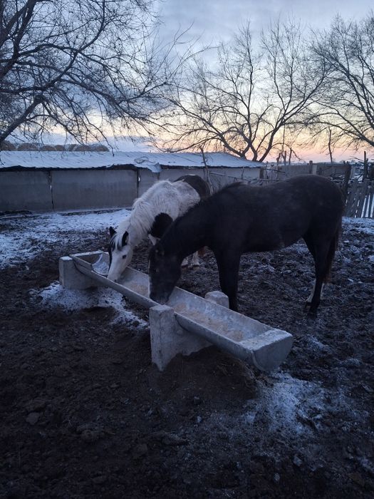 Жылкылар согым га сатылад
