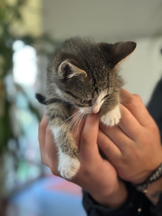 Pisicuta pentru adoptie