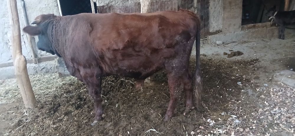 1 yarim yoshar buqqa