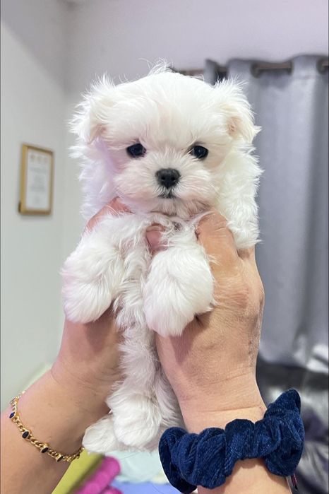 Bichon maltez mini toy