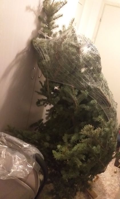 Коледна елха със стойка бор ела около 1.8м. Височина