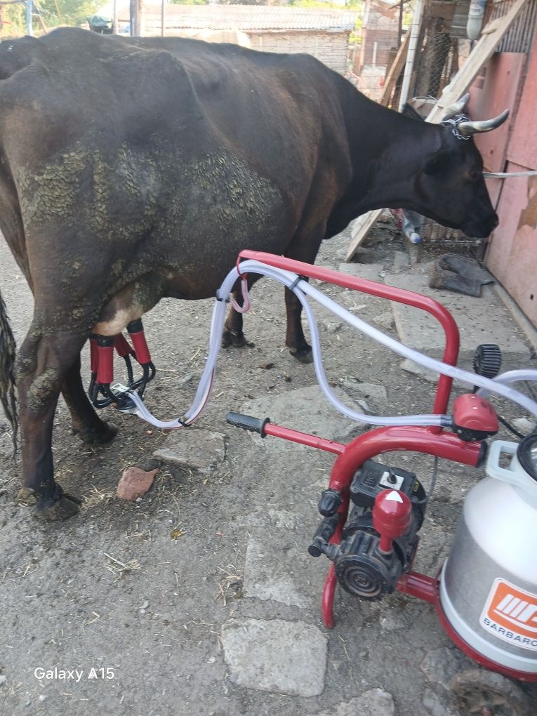 De vânzare vaca  cu lapte