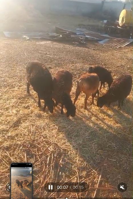 5токты,2 орыс ешкі басы 45000нан.