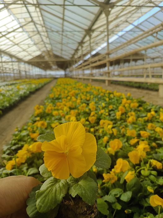 Viola gullari bor