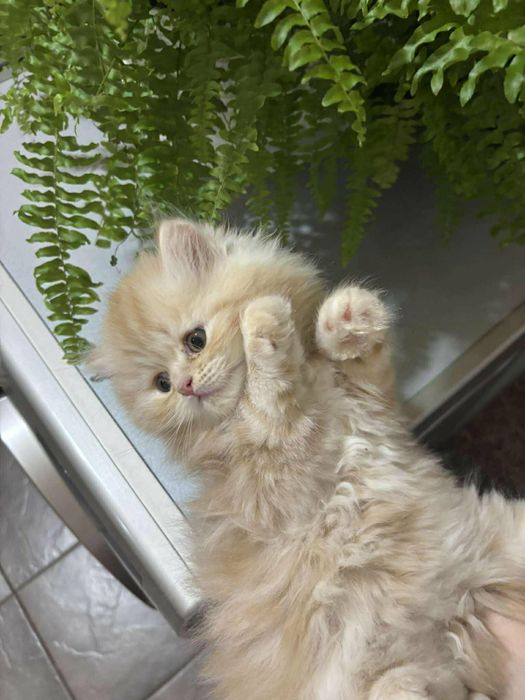 Персийски котенца