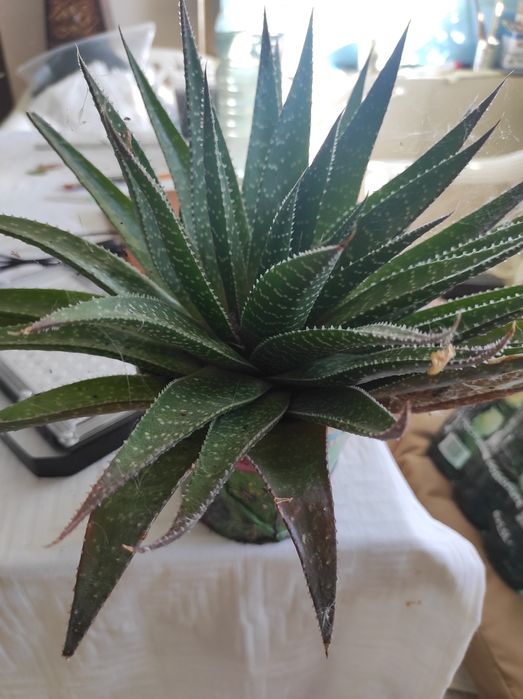 Цветя. Алое,саби,индрише и манго. Драконова бегон деия.