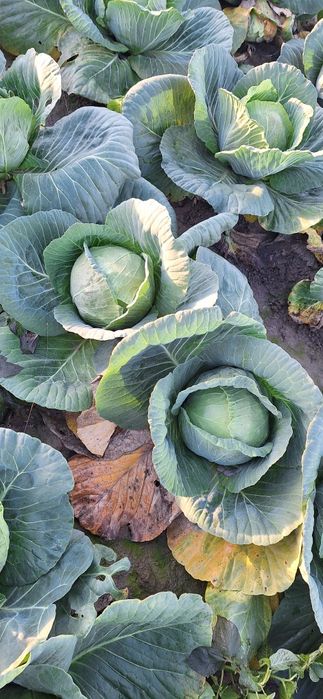 Varza escazu,coronet,lagrima și kilaherb