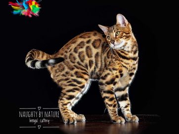 Naughty by nature bengal cattery