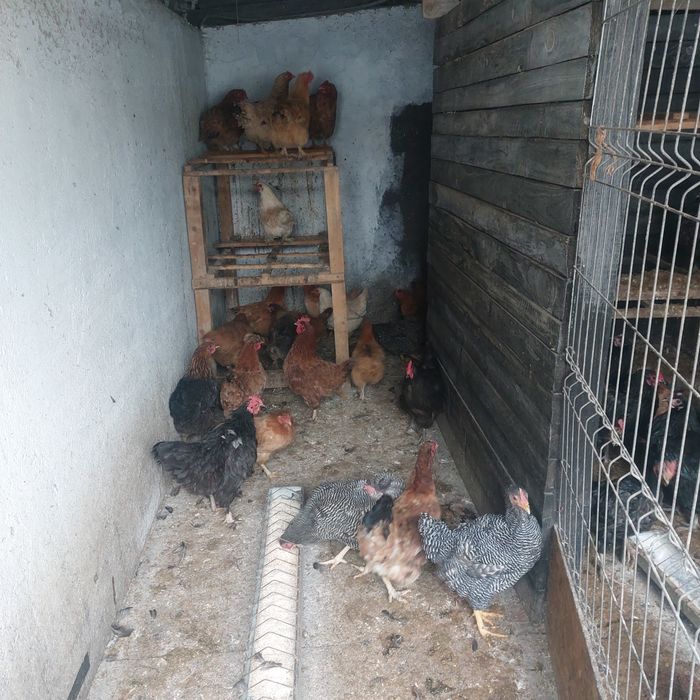 Ouă de la găini hrănite cu cereale