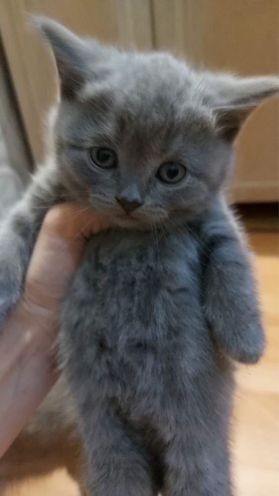 Продам.  Котенка…