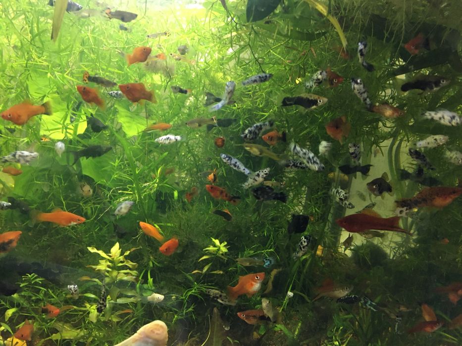 Pesti exotici.   .