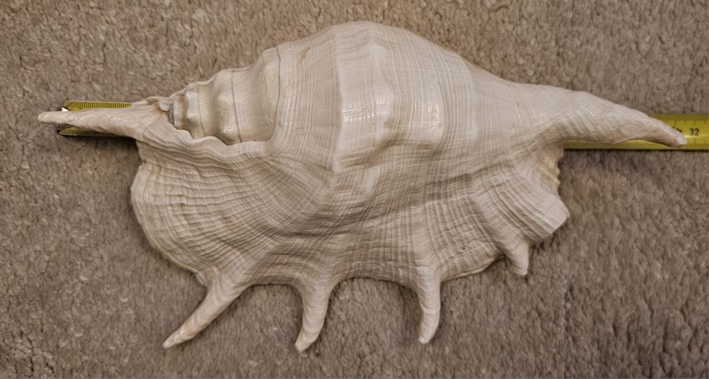 Scoică mare Lambis Truncata (Spider Conch), 29 cm, decor marin