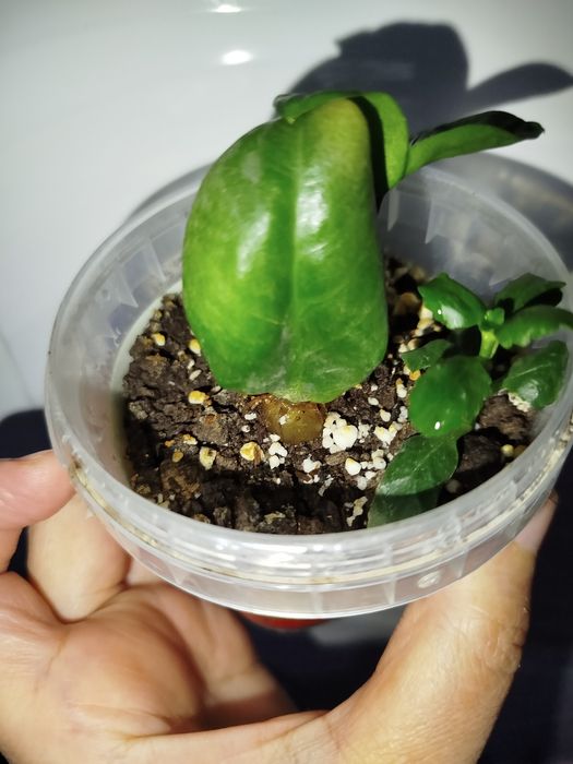 Zamiakulkas zenzi detkasi