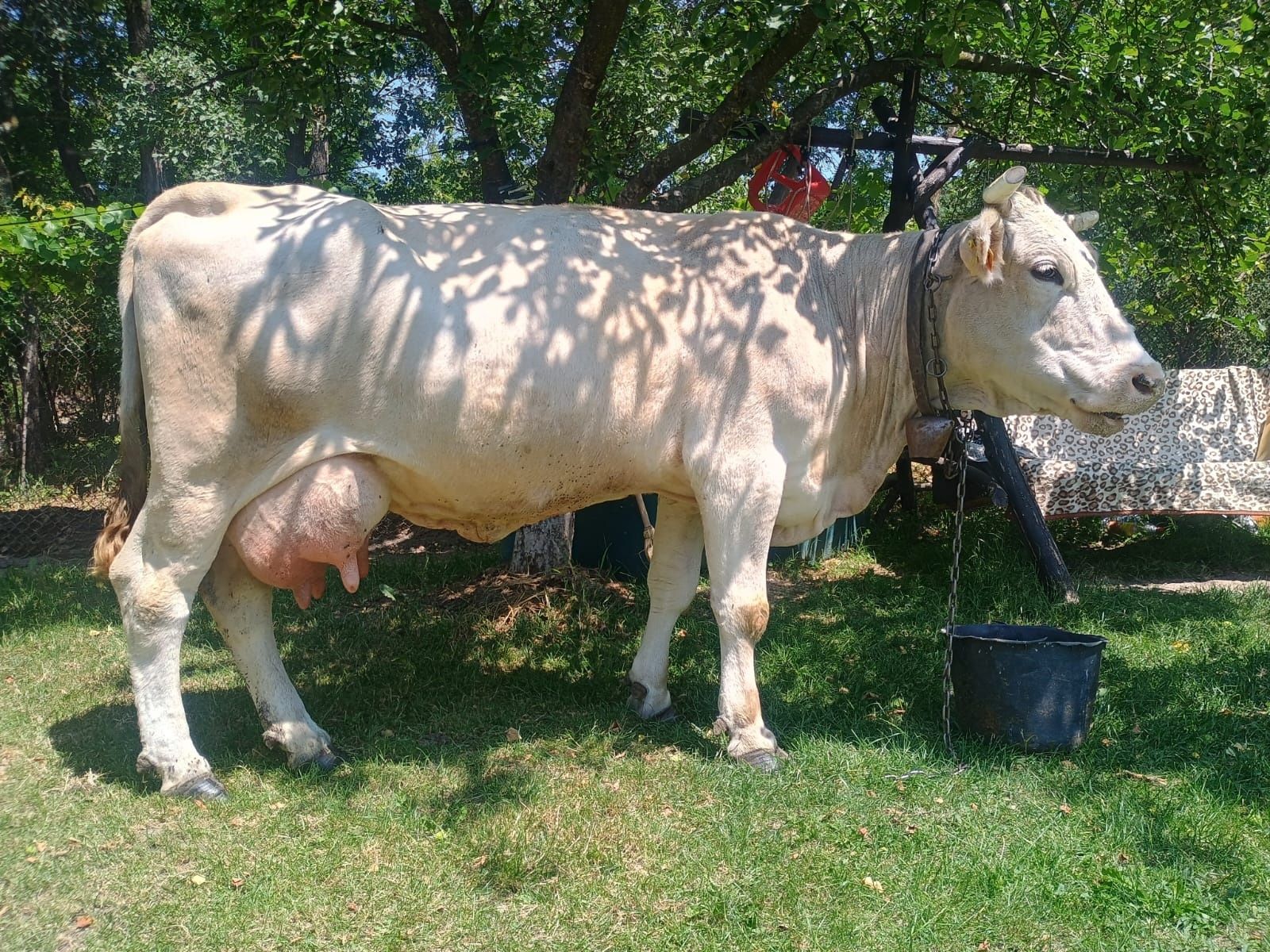 Vând o vacă de 6 ani cu 15  litri de lapte pel zi