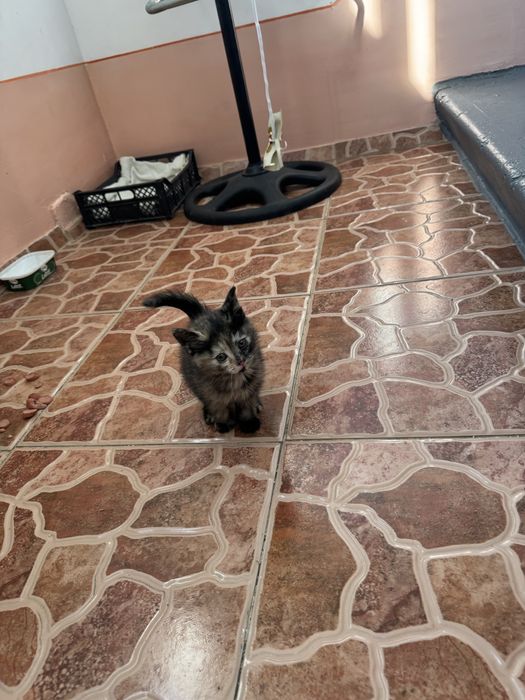 Бесплатно в добрые руки котенок остался 1