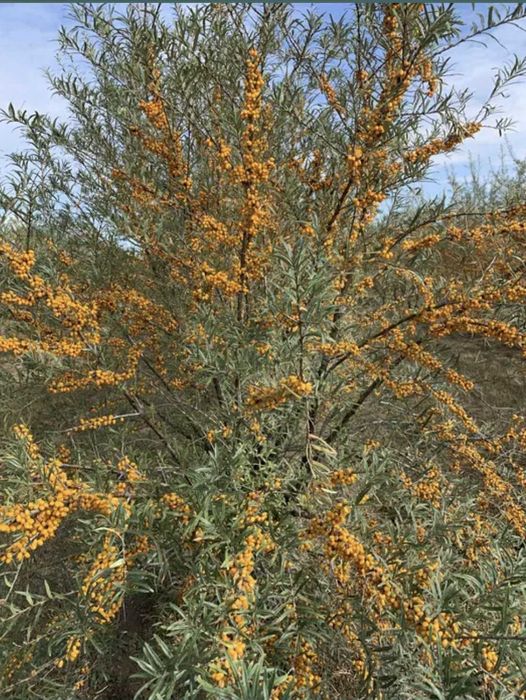 Vând fructe de cätină ecologice