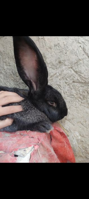 Flandr gigant quyon sotiladi