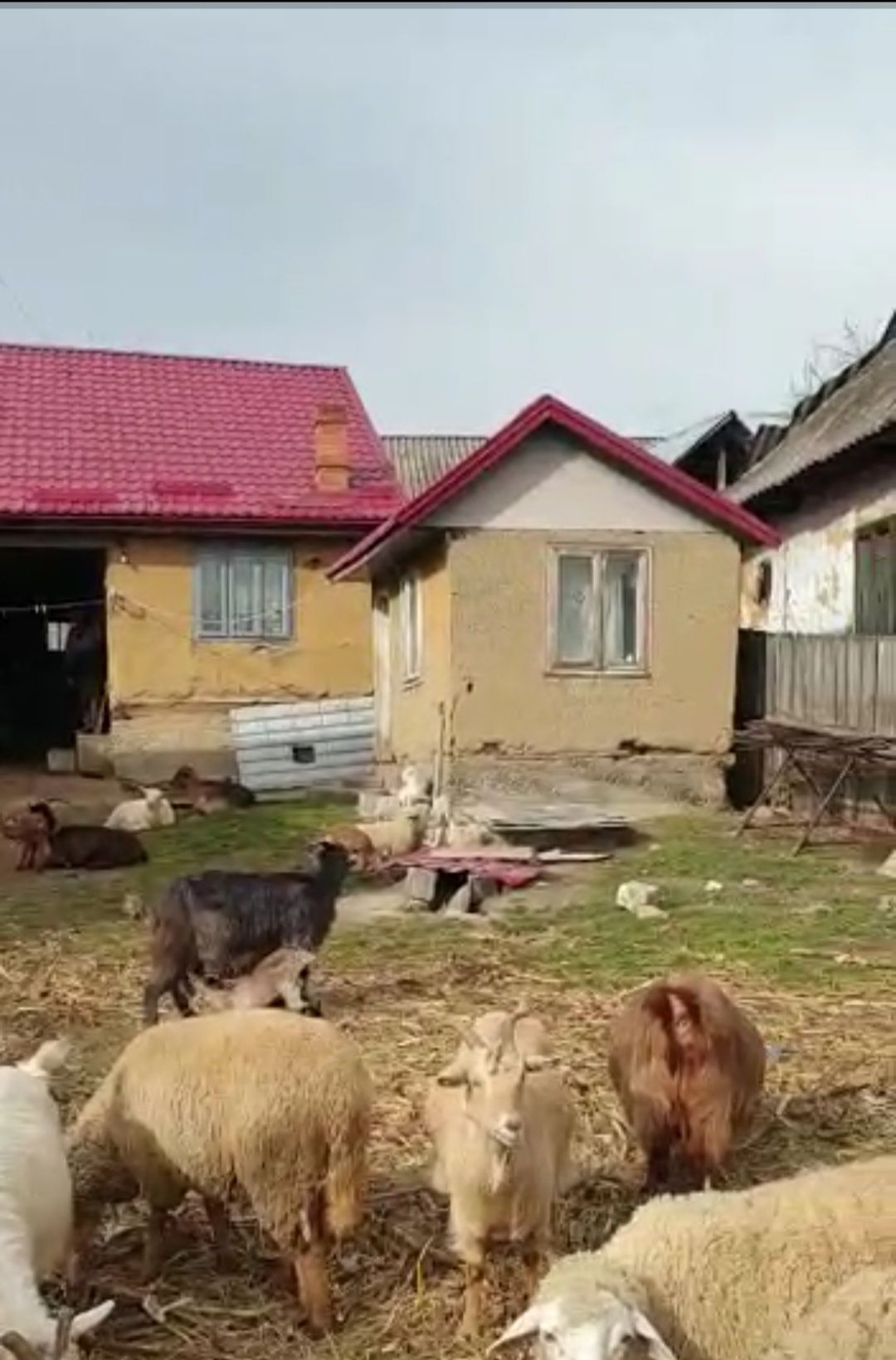 Animale-capre cu iezi de vanzare