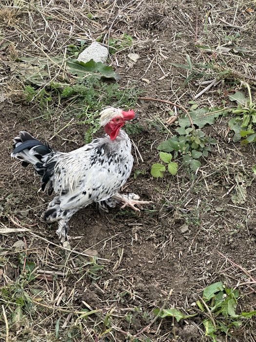 Vand 2 cocosi pitici iopan , 6 luni